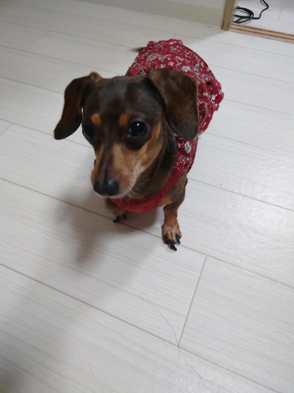 おめかしした花ちゃん